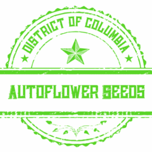 Autoflower Seeds