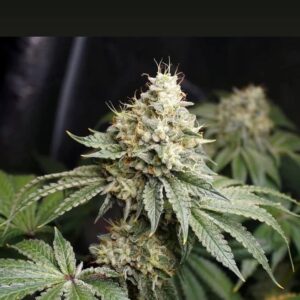 Irukandji F1 (Mamba x Pestilence) 7 Feminized Seeds
