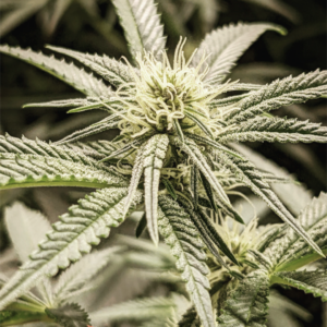 Big Dick Weed F1 (Bickett OG x [Dogwalker x Golden Ticket]) 12 Regular Seeds