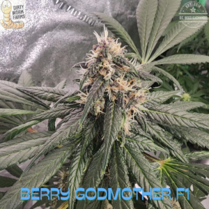 Berry Godmother F1 20 Regular Seeds