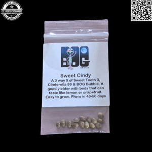 BOG Seeds Sweet Cindy (Sweet Tooth #3 x Cinderella 99 x BOG Bubble) 13 Regular Seeds