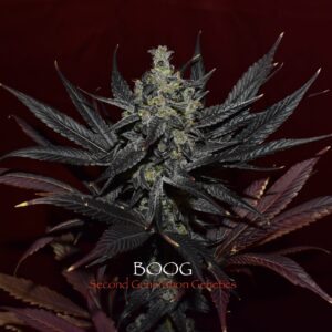 BOOG F1 (Dosidos x Cocoa Kush) 13 Regular Seeds