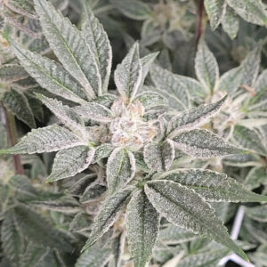 Balefire F1 (Oreoz x Platinum Kush) 6 Feminized Seeds