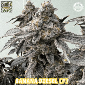 Banana Diesel (BananaZ x Strawberry Yum Yum) 6 Female Seeds