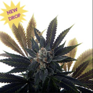 Banana Grape Soda Auto (Banana Purple Punch x Gelato Auto) 5 Feminized Autoflower Seeds
