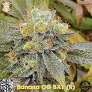 Banana OG BX1 (Laffy Taffy Cut) 10 Regular Seeds
