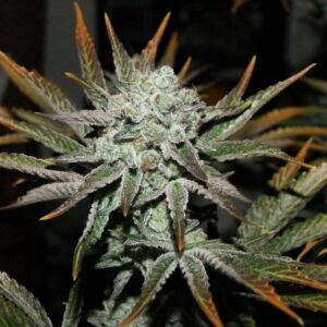 Banana Peel F1 (Banana OG x Pestilence) 7 Feminized Seeds