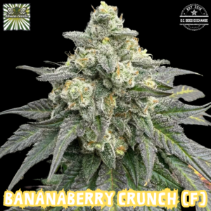 BananaBerry Crunch (BananaZ x Mosca's Razzberries) 6 Feminized Seeds