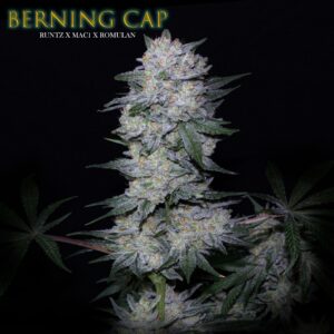 Berning Cap F1 ([Runtz x MAC1] x Romulan) 12 Regular Seeds