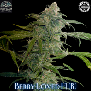 Berry Loved F1 (Blueberry Oaxacan x Blue Raspberry) 10 Regular Seeds