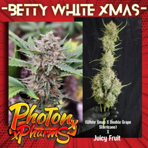 Betty White Xmas Auto 5 Feminized Autoflower Seeds
