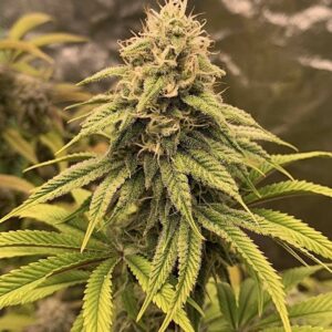Bio Skunk F1 (Bio Chem x Alani Skunk) 6 Feminized Seeds