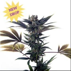 Biscotti Ice Cream Auto (Biscotti x Gelato Auto) 5 Feminized Autoflower Seeds