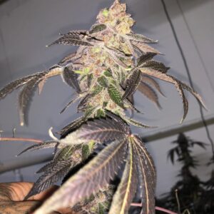 Biskit F1 (Dosidos x Gelato 41 RVSD) 8 Feminized Seeds