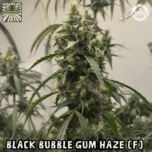 Black Bubble Gum Haze (Black Cuban Haze x Indiana Bubble Gum) 6 Female Seeds