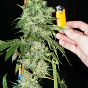 Black Hole Sun ([Black Triangle x Sunshine Daydream] x Anahphylaxis) 7 Feminized Seeds