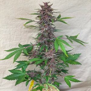Black Strap Auto (Anvil F7 (Reversed) x Black Label Cookies III) 3 Feminized Autoflower Seeds