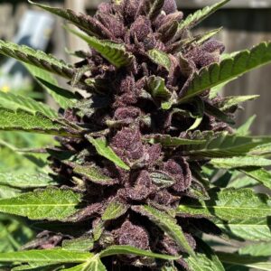 Black Strap Auto Breeders Selection (Anvil F7 (Reversed) x Black Label Cookies III) 5 Feminized Autoflower Seeds