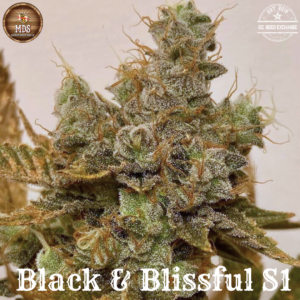 Black & Blissful S1 10 Feminized Seeds