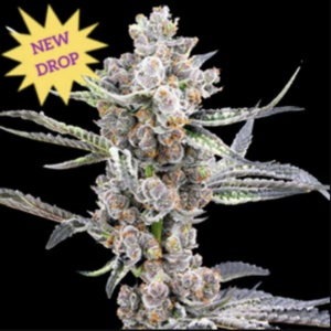 BlackOut Auto (Black Strap Auto x Gelato Auto) 5 Feminized Autoflower Seeds