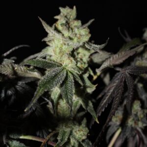 Blackberry 94 F1 10 Feminized Seeds