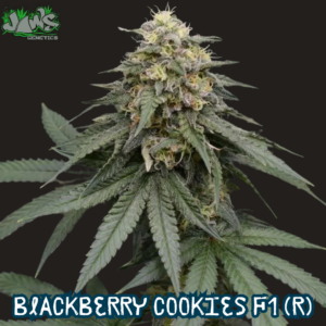 Blackberry Cookies F1 (Blackberry Meds  x Alien Cookies) 12 Regular Seeds