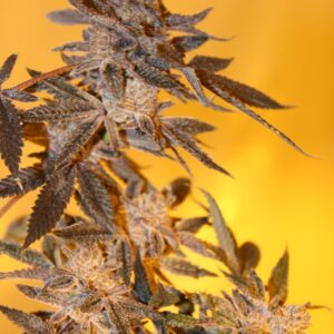 Blackberry Unicorn F1 10 Feminized Seeds
