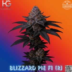 Blizzard Pie F1 (Super Fried Applez #4 × Oreo Blizzard) 10 Regular Seeds