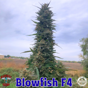 Blowfish F4 ((G13 X Oregon Funk) X (G13 X Blue Dot)) 12 Regular Seeds