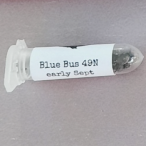 Swami Organic Seed Blue Bus IBL 12 Regular Seeds