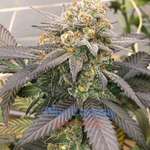Blue Ecstasy F1 (Cherry Pie x F5 Blue Heaven) 13 Regular Seeds