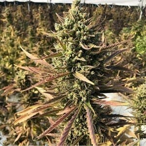 Blue Hindu Auto (Auto Blues x Sour Hindu) 5 Feminized Autoflower Seeds