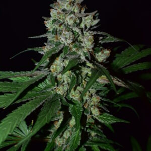 Blue Licorice F1 (Jagermeister x Dj Short F4 K45) 13 Regular Seeds