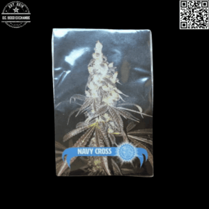 Blue Star Seed Co Navy Cross F1 (East Coast Sour Diesel x Blueberry F4) 13 Regular Seeds