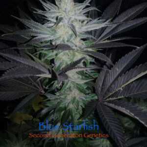 Blue Starfish F1 (GG4 x F5 Blue Heaven) 13 Regular Seeds