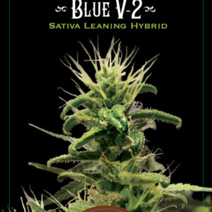 Blue V-2 16 Regular Seeds