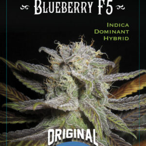 The Original Blueberry F5 6 Regular Seeds