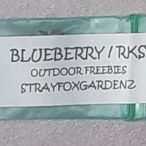 Strayfox Blueberry/Road Kill Skunk 7 Regular Seeds