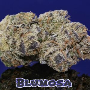 Bluemosa S1 (Blumosa x Blumosa) 3 Feminized Seeds