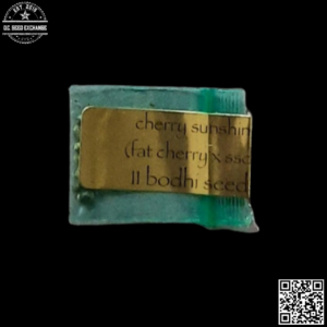 Bodhi Seeds Cherry Sunshine F1 (Fat Cherry x Sunshine Daydream) 11 Regular Seeds