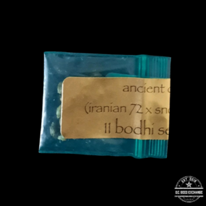 Bodhi Seeds Ancient OG (Iranian 72 x Snow Lotus) 11 Regular Seeds