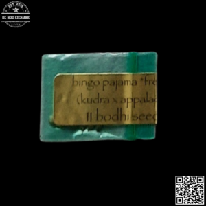 Bodhi Seeds Bingo Pajama F1 (Kudra x Appalachian) 11 Regular Seeds