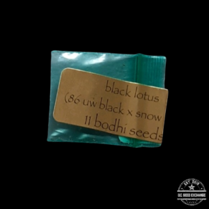 Bodhi Seeds Black Lotus (86 UW Black x Snow Lotus) 11 Regular Seeds