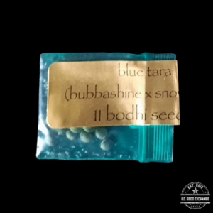 Bodhi Seeds Blue Tara (Bubbashine x Snow Lotus) 11 Regular Seeds