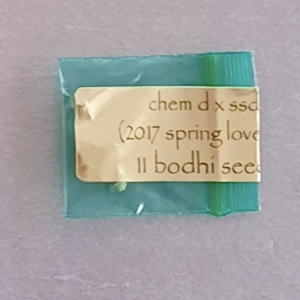 Bodhi Seeds Chem D SSDD 11 Regular Seeds