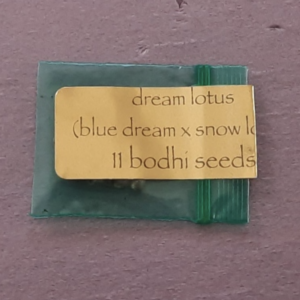 Bodhi Seeds Dream Lotus F1 11 Regular Seeds