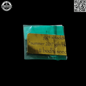 Bodhi Seeds Gorilla Glue #4 x Sunshine Daydream (aka GSD) 11 Regular Seeds