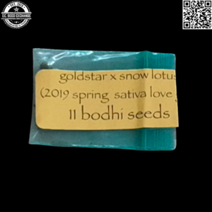 Bodhi Seeds Gold Star x Snow Lotus 11 Regular Seeds