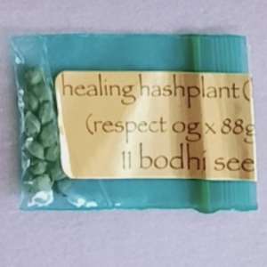 Bodhi Seeds Healing Hashplant 11 Regular Seeds