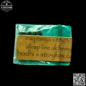 Bodhi Seeds Iraqi Ranya x 88g13/HP 11 Regular Seeds